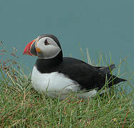 Atlantic Puffin