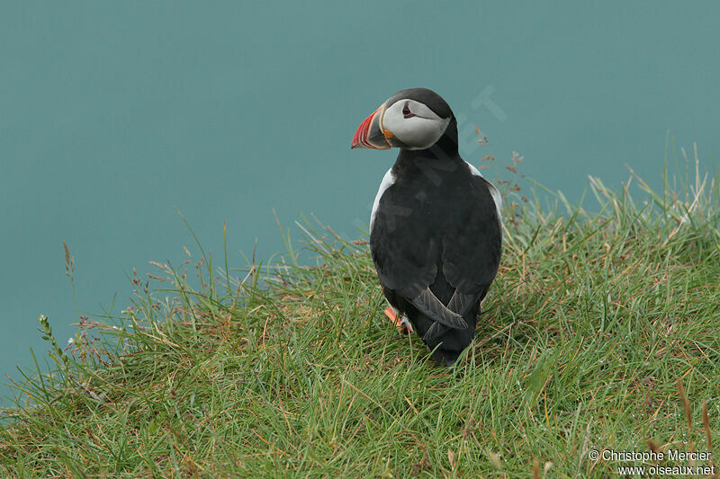 Atlantic Puffin