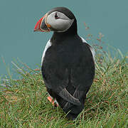 Atlantic Puffin