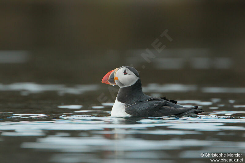 Atlantic Puffin