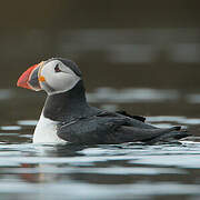 Atlantic Puffin