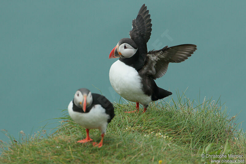 Atlantic Puffin