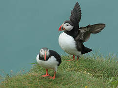 Atlantic Puffin