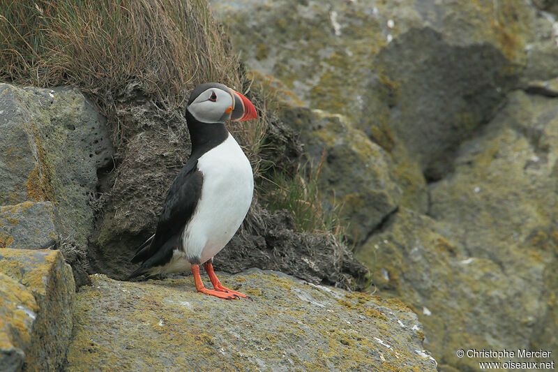 Atlantic Puffin