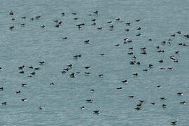 Atlantic Puffin