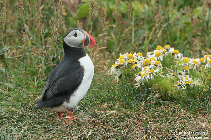 Atlantic Puffin