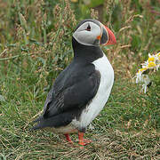 Atlantic Puffin