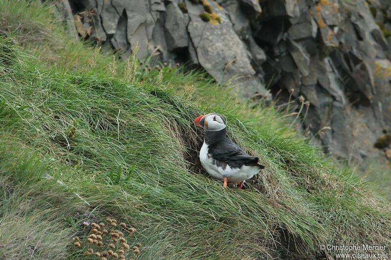 Atlantic Puffin