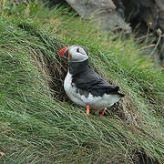 Atlantic Puffin