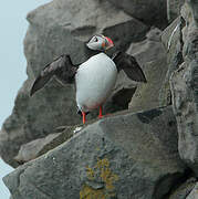 Atlantic Puffin