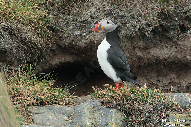 Atlantic Puffin