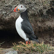 Atlantic Puffin