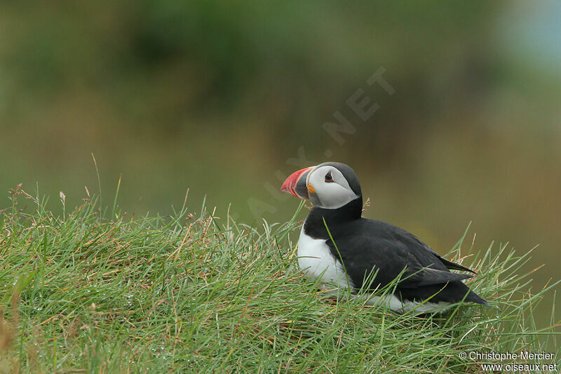 Atlantic Puffin