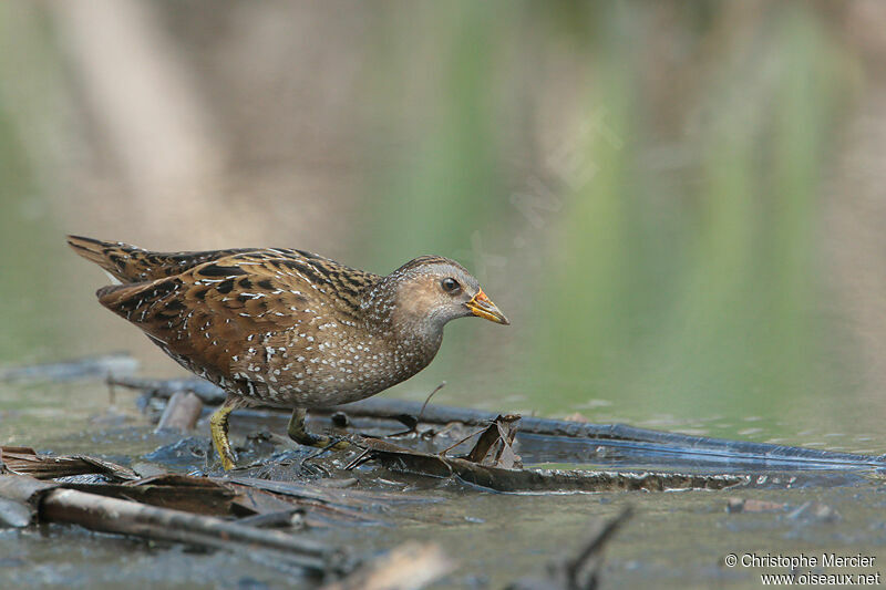 Spotted Crake