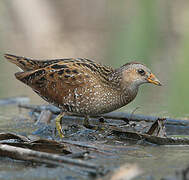 Spotted Crake