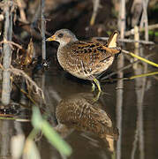 Spotted Crake