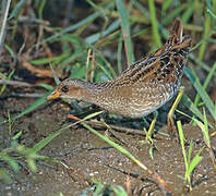 Spotted Crake