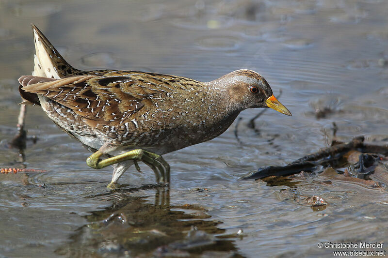 Spotted Crake