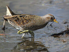 Spotted Crake