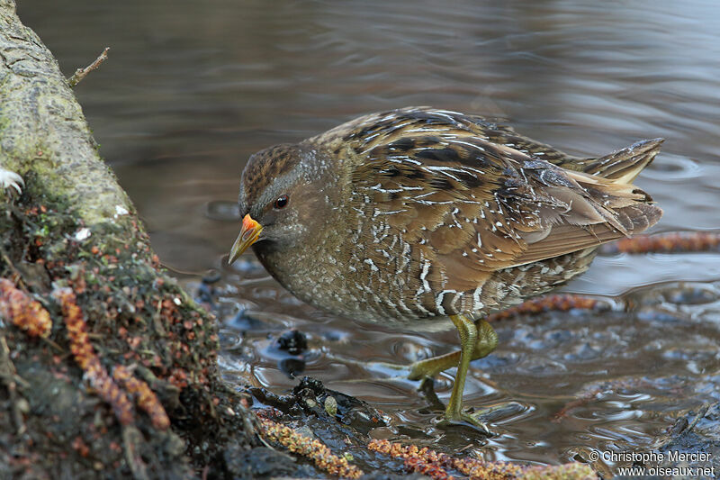 Spotted Crake