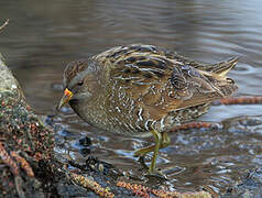 Spotted Crake