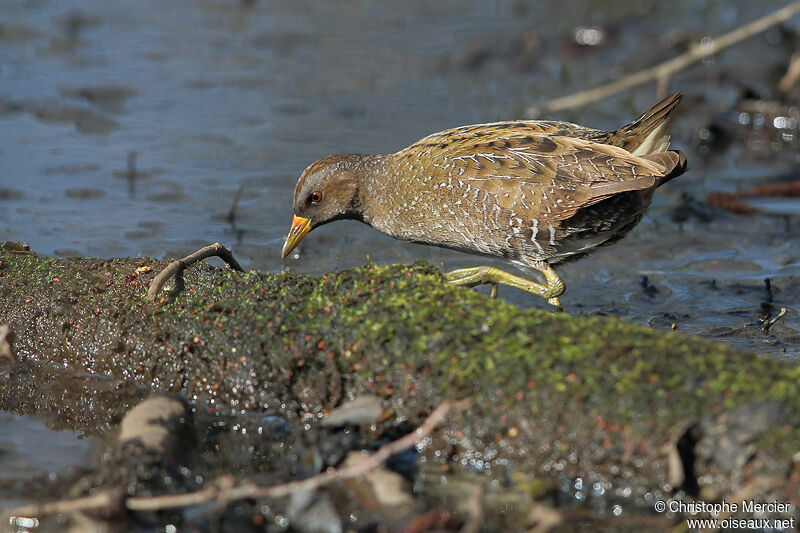 Spotted Crake