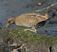 Spotted Crake