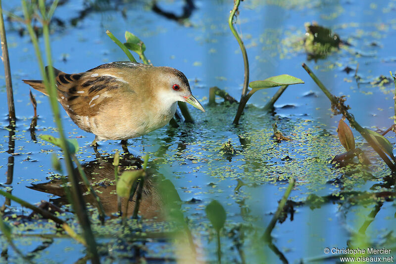 Little Crake