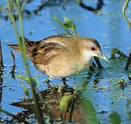 Little Crake