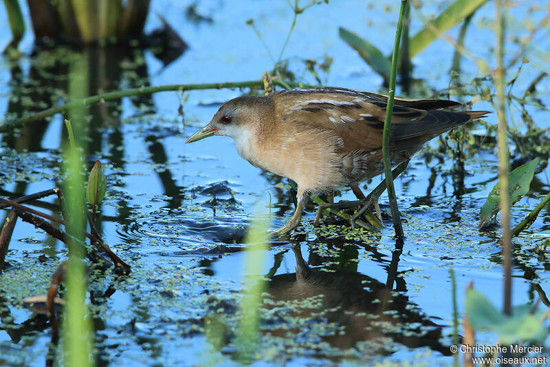 Little Crake