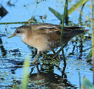 Little Crake