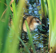 Little Crake