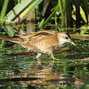 Little Crake