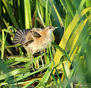 Little Crake