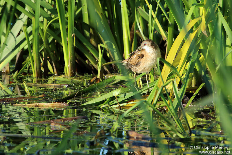 Little Crake