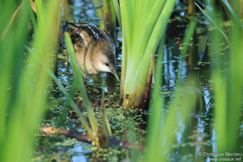 Little Crake