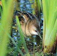 Little Crake