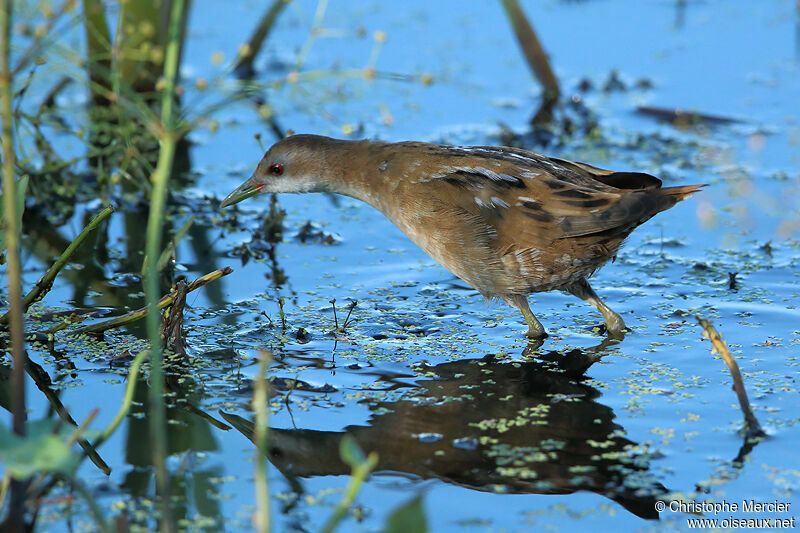 Little Crake