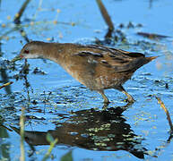 Little Crake