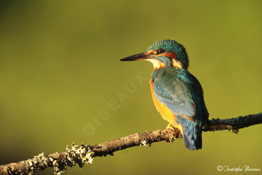 Common Kingfisher