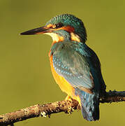 Common Kingfisher