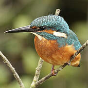 Common Kingfisher