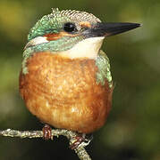 Common Kingfisher