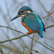 Common Kingfisher