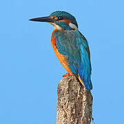 Common Kingfisher