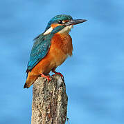 Common Kingfisher