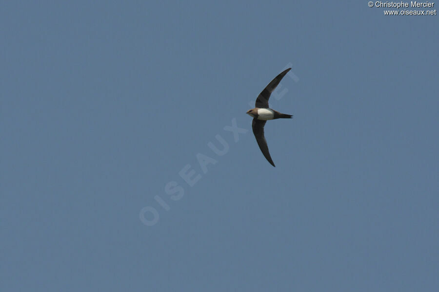 Alpine Swift