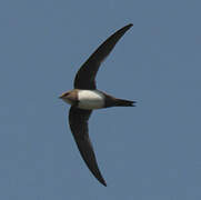 Alpine Swift