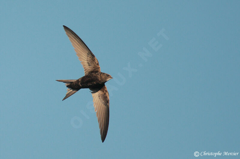 Common Swift