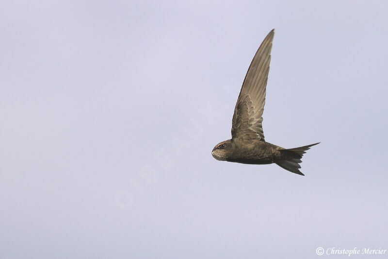 Common Swift